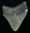 Serrated Megalodon Tooth #6374-1